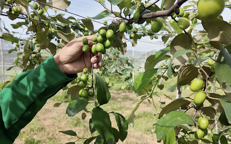 táo xanh năng suất cao trong nhà lưới phủ kín tại trang trại ngon farm tuy phong